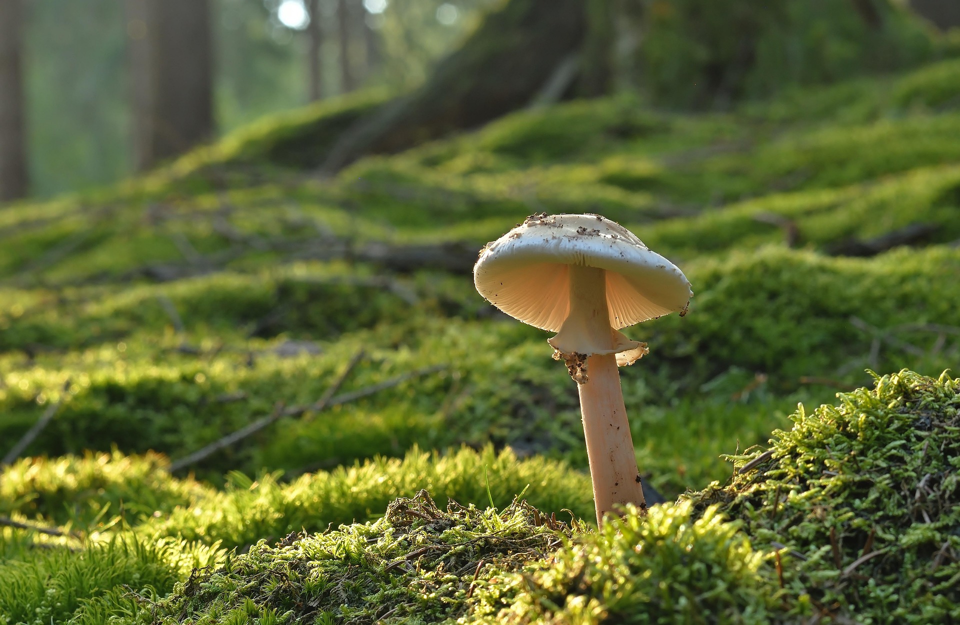 Seta en bosque