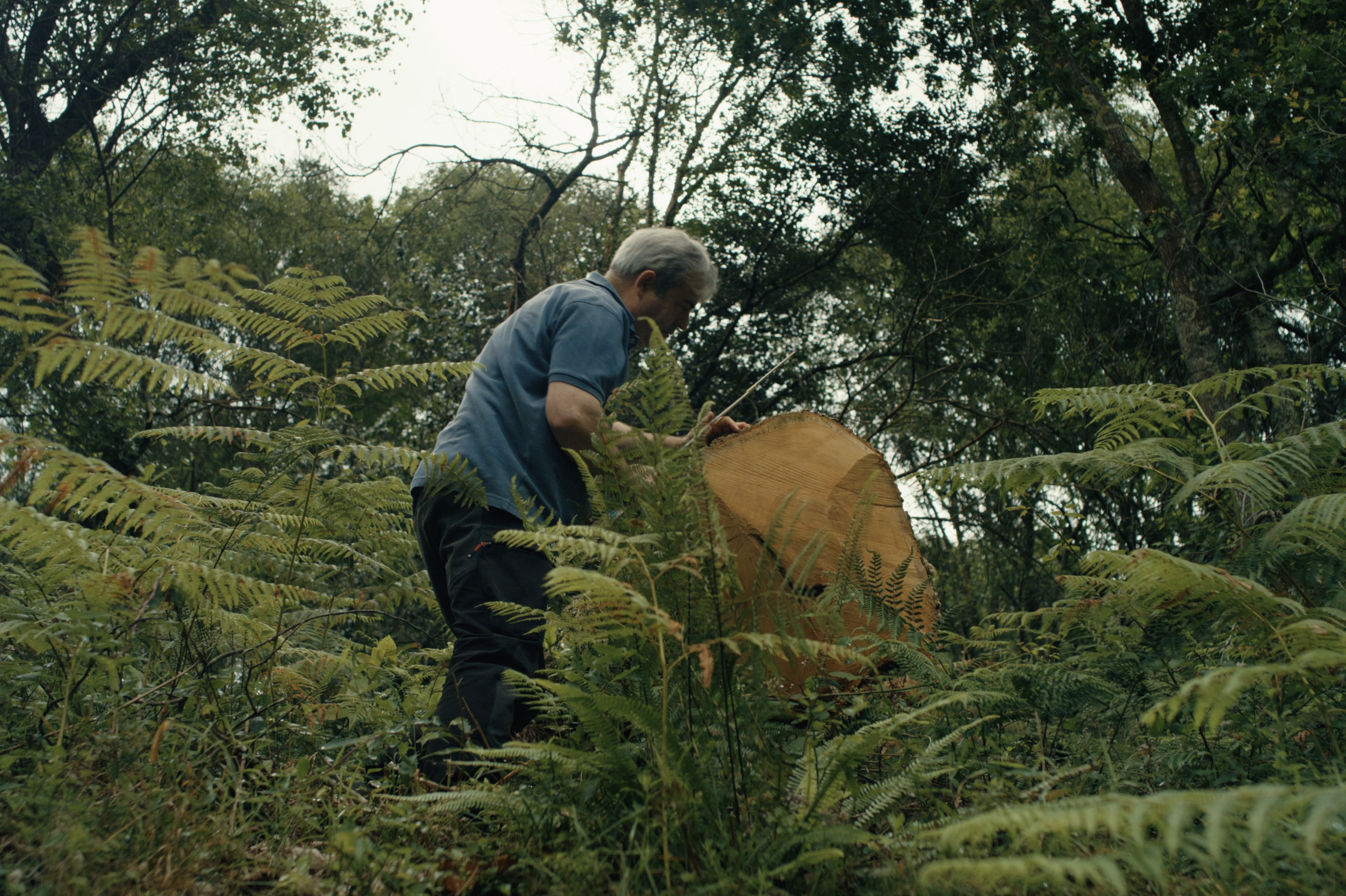Nacio Quirós seleccionando piezas madera de castaño en el monte que gestiona en el Alto de la Llama, en la Sierra del Sueve