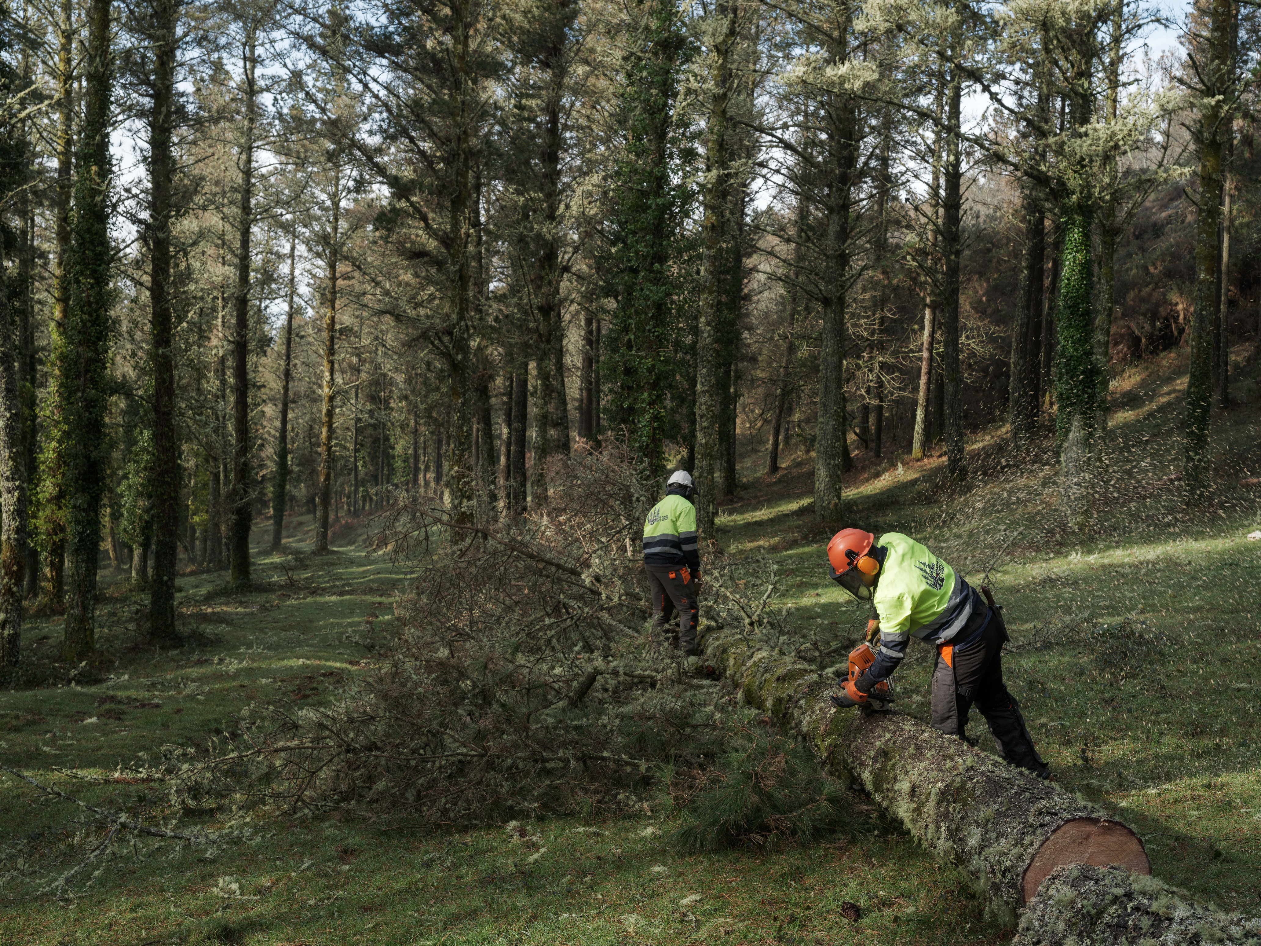 Tala de pinus pinaster en una finca gallega