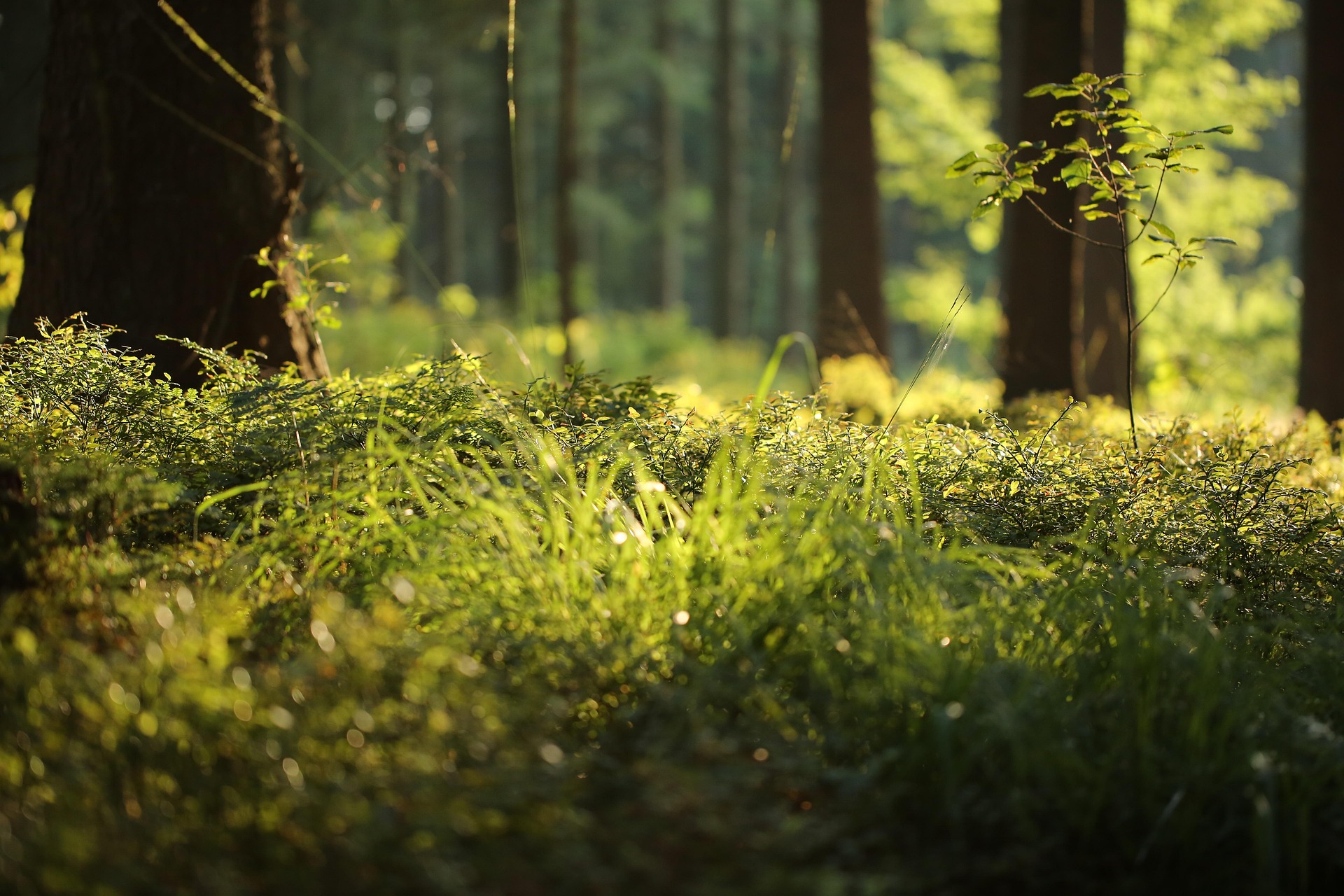 Vegetación de suelo en bosque
