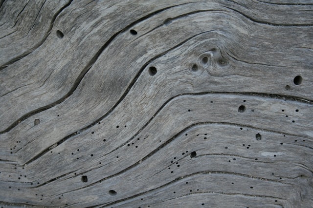 carcoma en madera