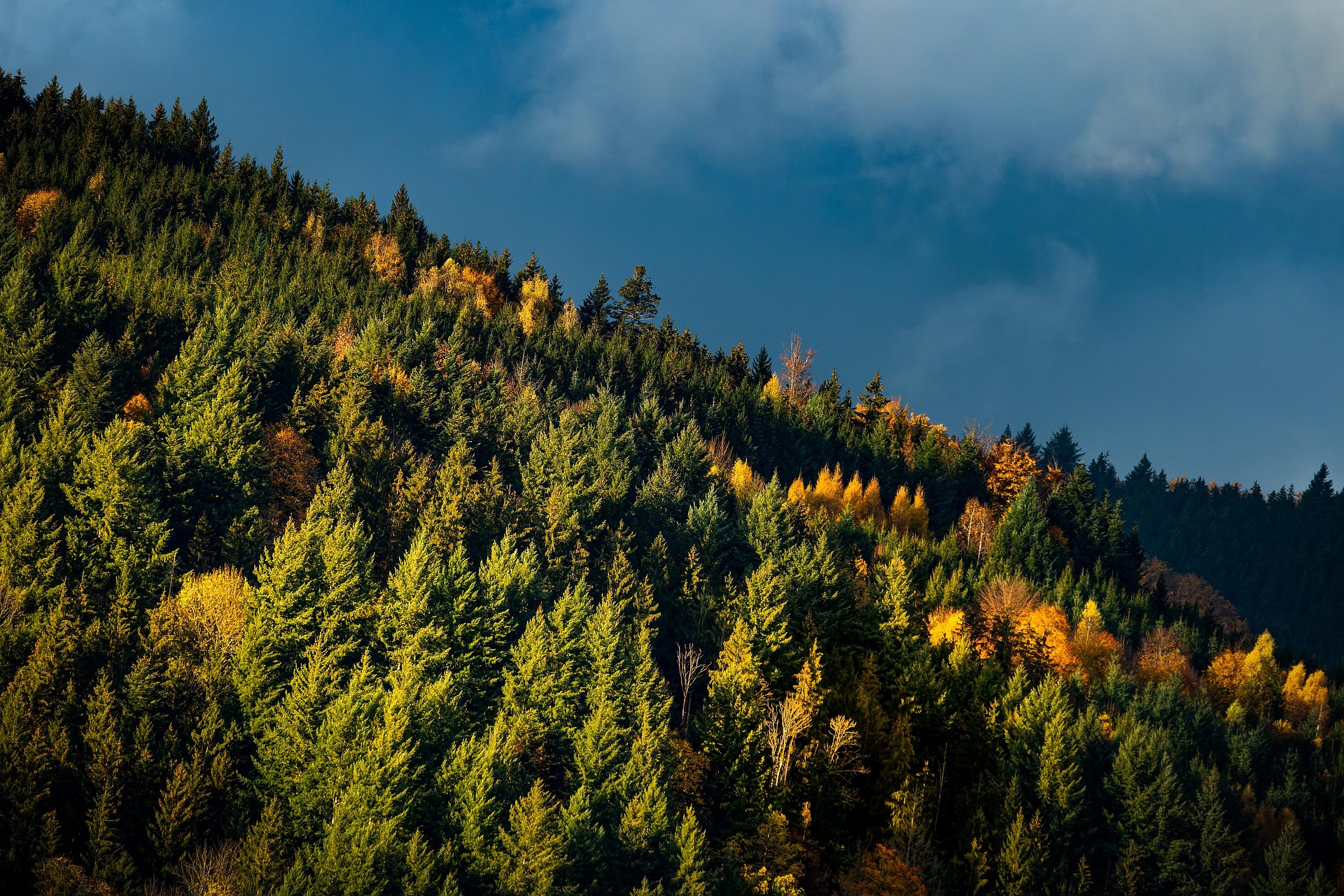 Imagen de un bosque